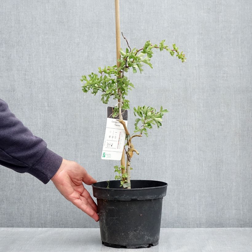 Crataegus monogyna Flexuosa 3L/4L pot sample as delivered in spring