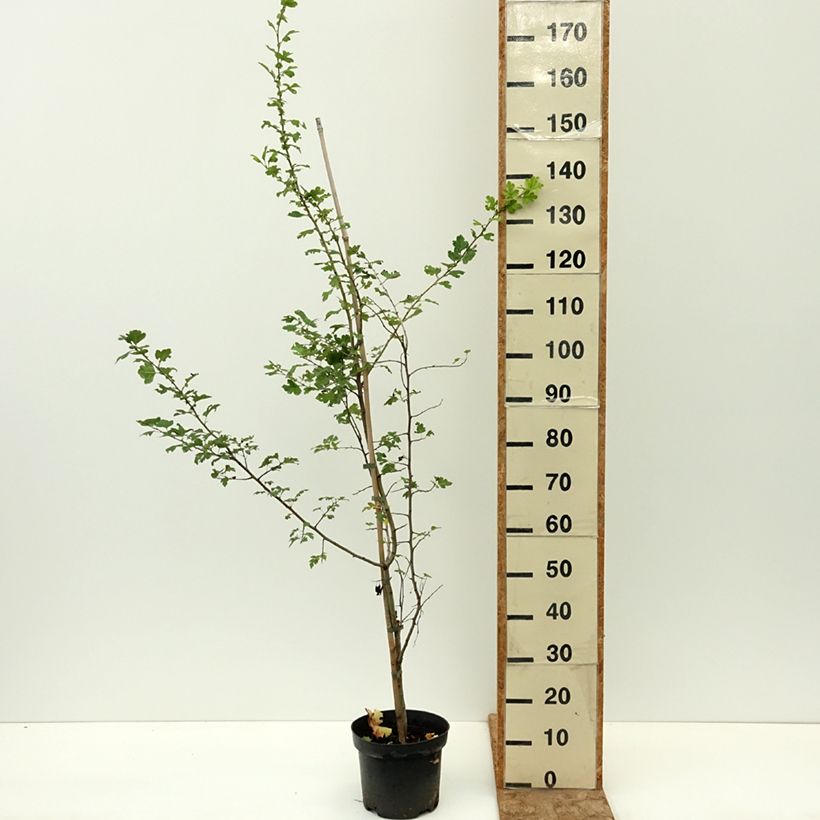 Crataegus monogyna Versicolor 3L/4L pot sample as delivered in summer