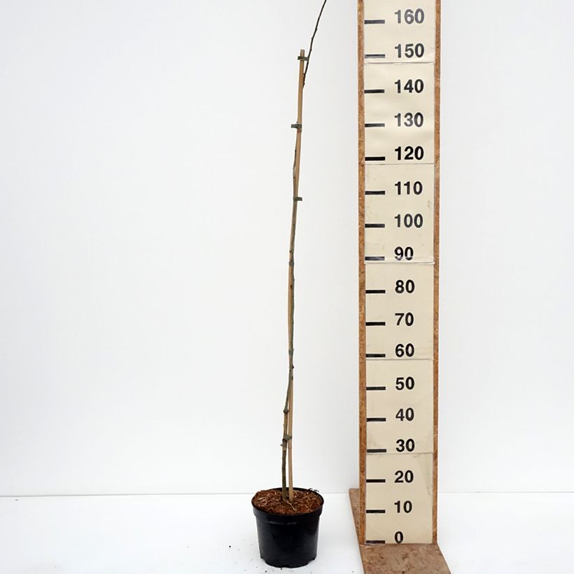 Crataegus monogyna Versicolor 3L/4L pot sample as delivered in winter