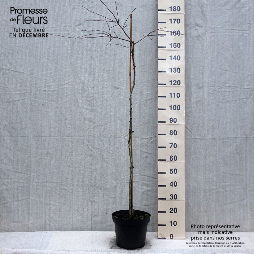 Crataegus Gireoudii - Hawthorn 7.5L/10L bowl sample as delivered in winter