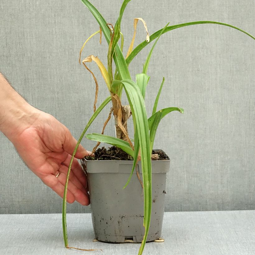 Crinum x powellii Roseum 2L/3L pot size 24+ sample as delivered in autumn