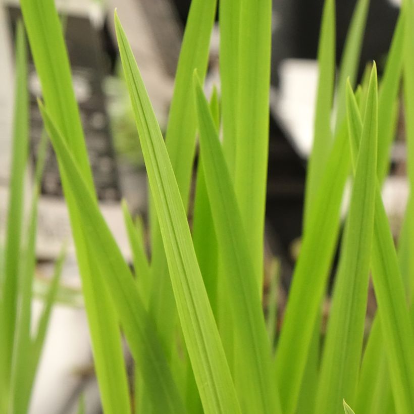 Crocosmia Buttercup - Montbretia (Foliage)