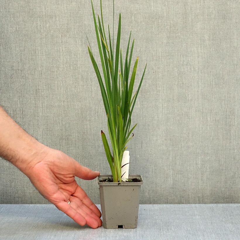 Crocosmia Buttercup - Montbretia 8/9 cm pot size 7+ sample as delivered in autumn