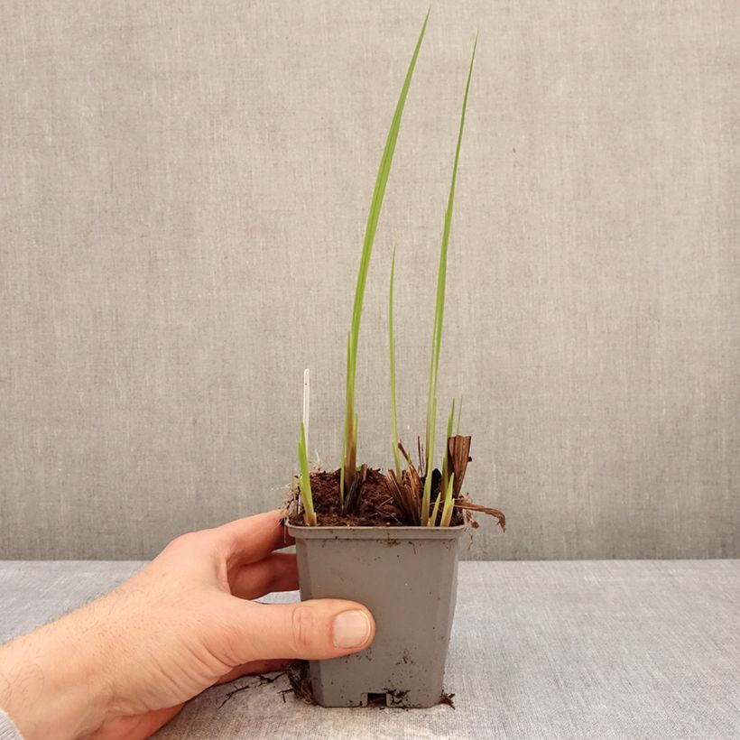 Crocosmia Buttercup - Montbretia 8/9 cm pot size 7+ sample as delivered in winter