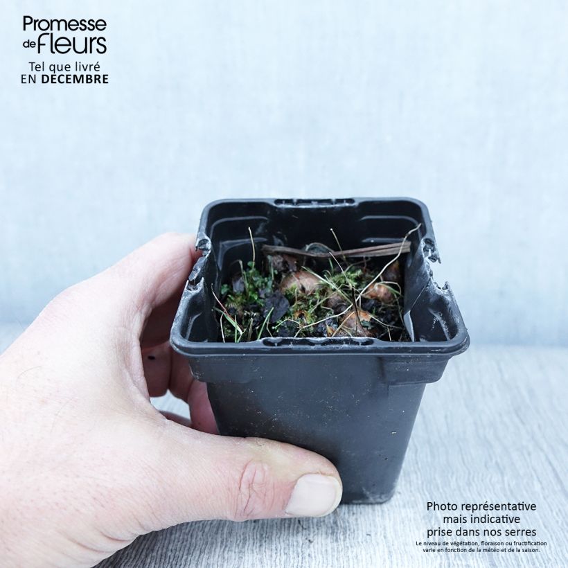 Crocosmia George Davison - Montbretia 7/8 cm pot sample as delivered in autumn
