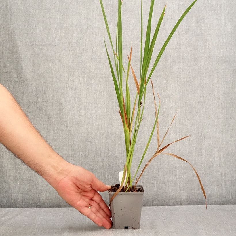 Crocosmia masoniorum - Montbretia 8/9 cm pot size 8/10 sample as delivered in autumn