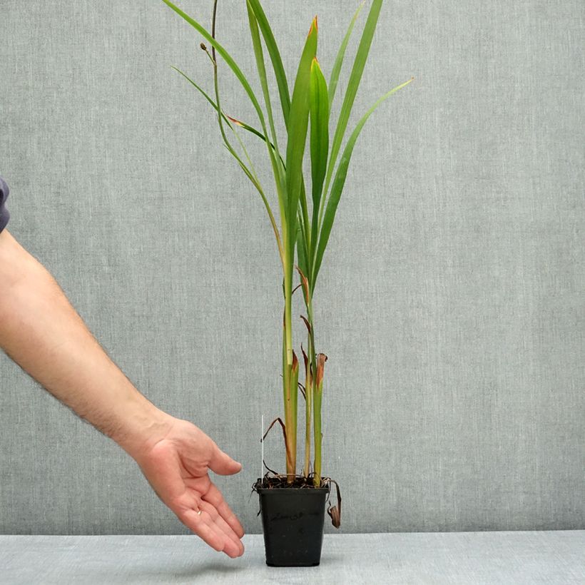 Crocosmia masoniorum -  Montbretia orange vif Godet de 8/9 cm calibre 8/10 sample as delivered in summer