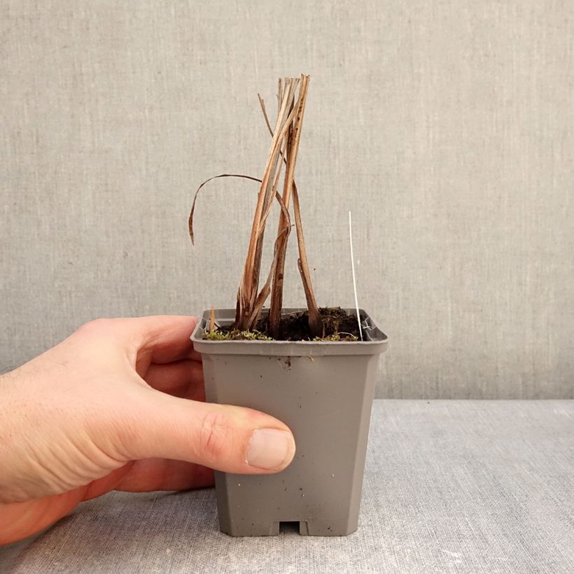 Crocosmia masoniorum - Montbretia 8/9 cm pot size 8/10 sample as delivered in winter