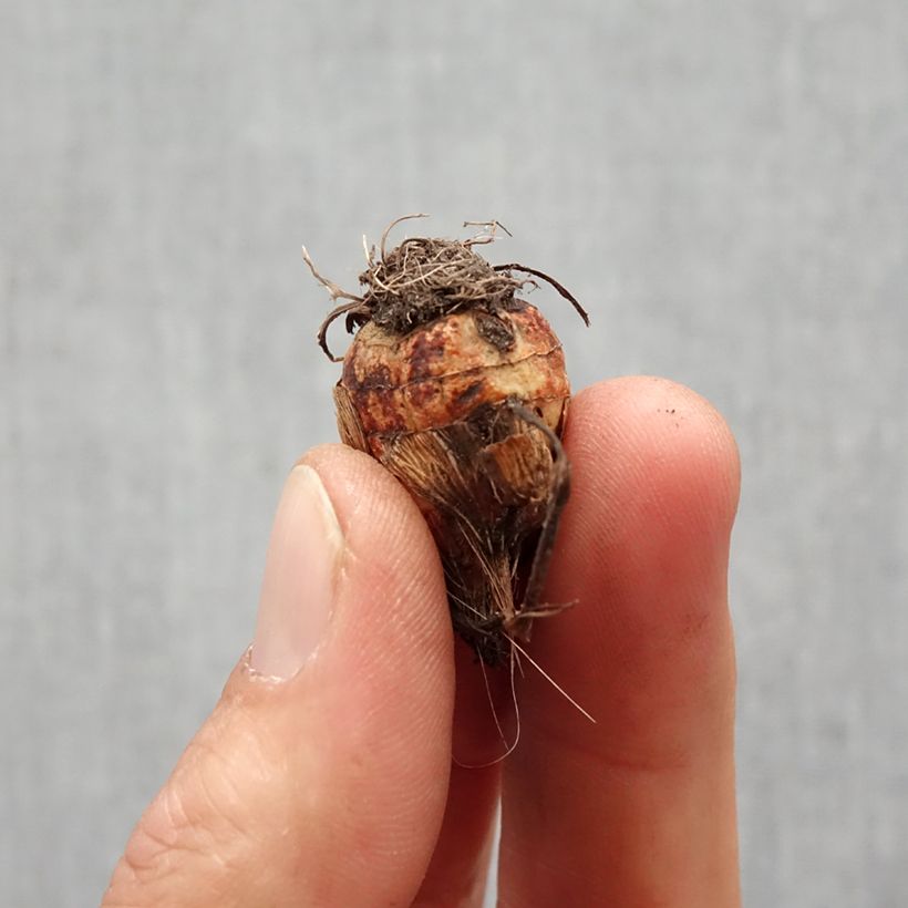 Crocosmia Columbus - Montbretia Bulb size 7+ sample as delivered in spring