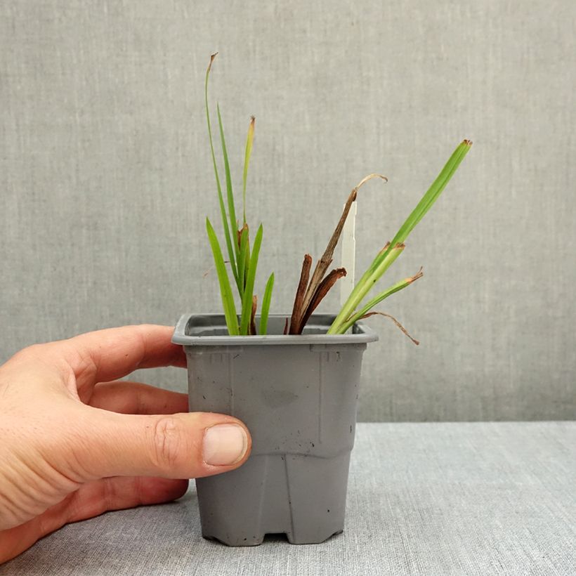Crocosmia Columbus - Montbretia 8/9 cm pot size 7+ sample as delivered in autumn