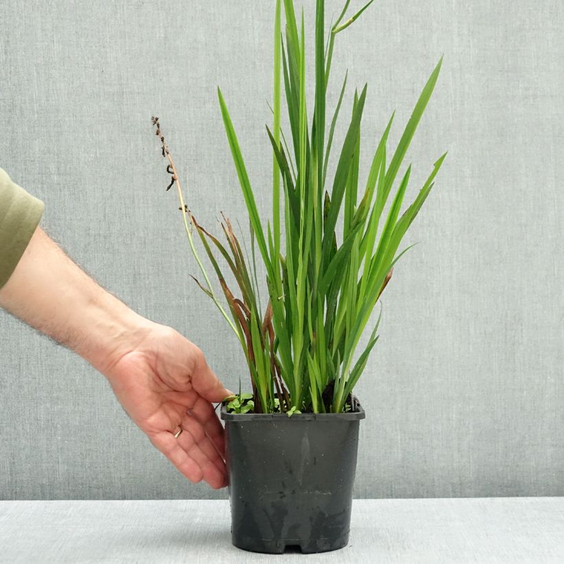 Crocosmia Columbus - Montbretia 2L/3L pot size 7+ sample as delivered in autumn