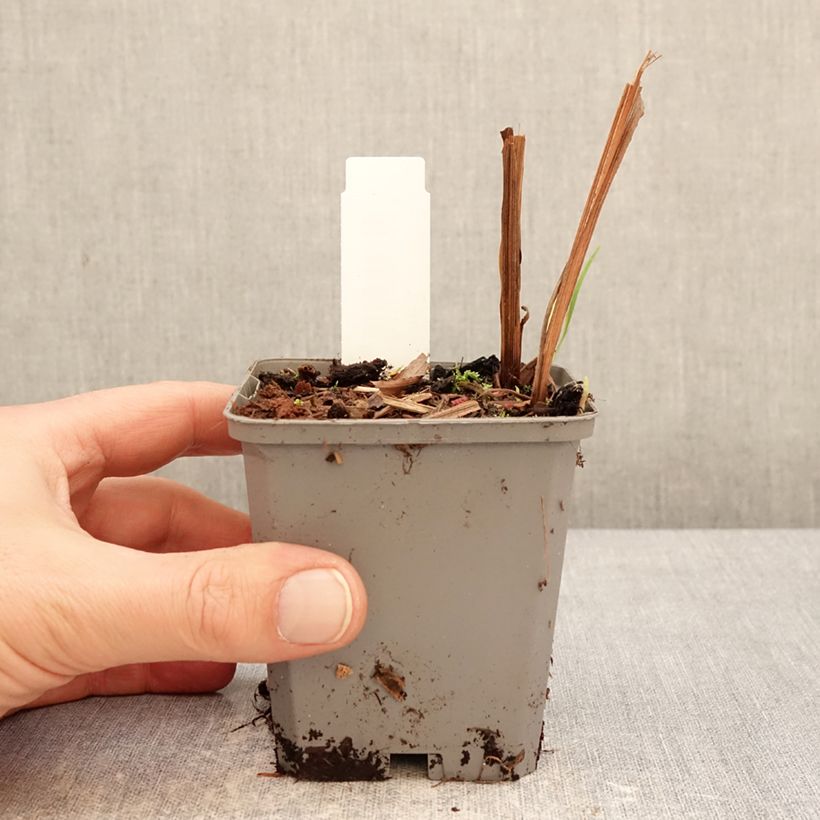 Crocosmia crocosmiiflora Fire King 8/9 cm pot size 6+ sample as delivered in winter