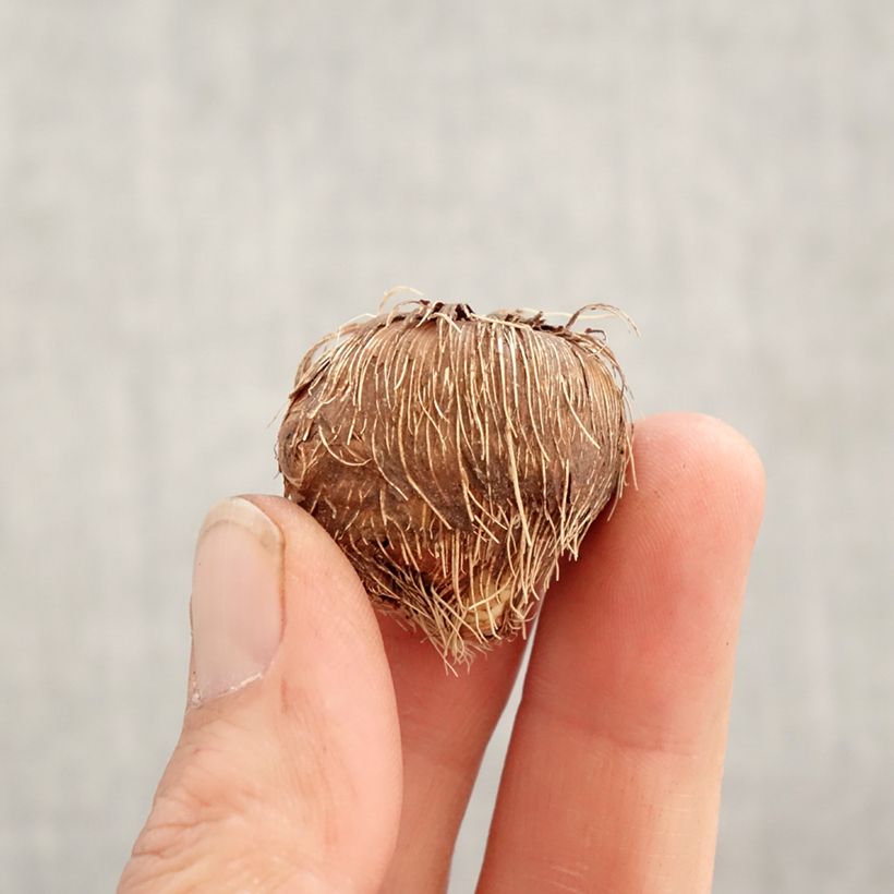 Crocosmia Scorchio - Montbretia Bulb size 8+ sample as delivered in spring