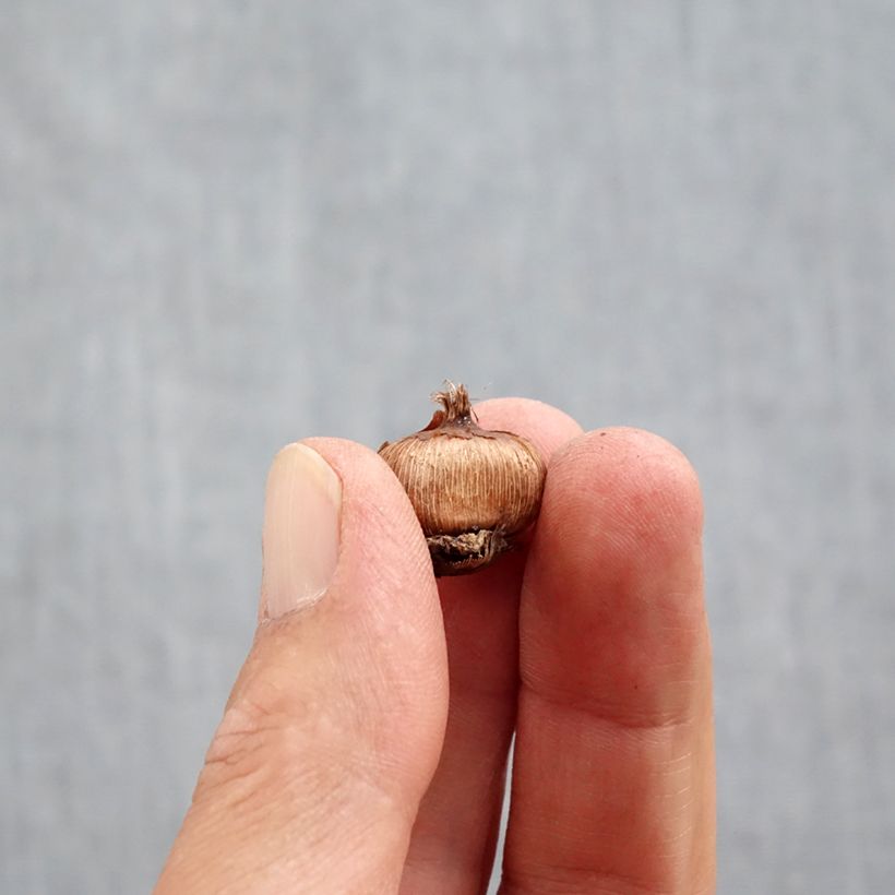 Crocus ancyrensis Bulb size 5+ sample as delivered in autumn
