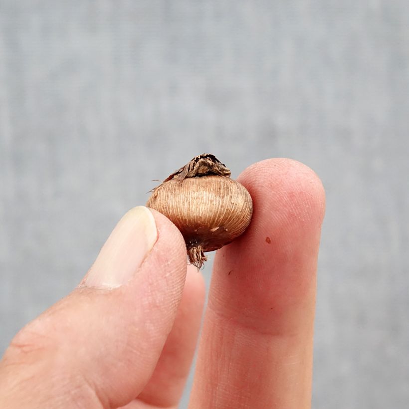 Crocus ancyrensis Golden Bunch Bulb size 5+ sample as delivered in autumn