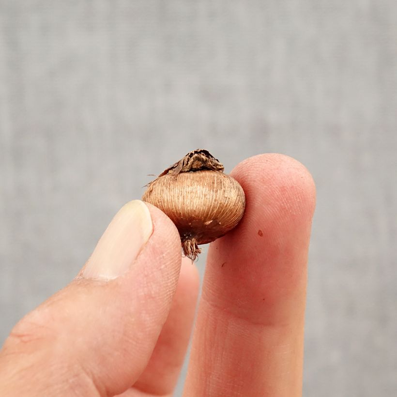 Crocus angustifolius Bulb size 5+ sample as delivered in autumn