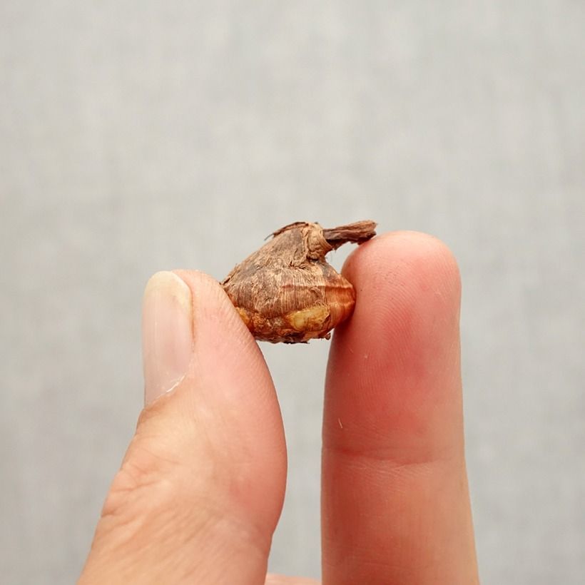 Crocus karduchorum Bulb size 6+ sample as delivered in autumn