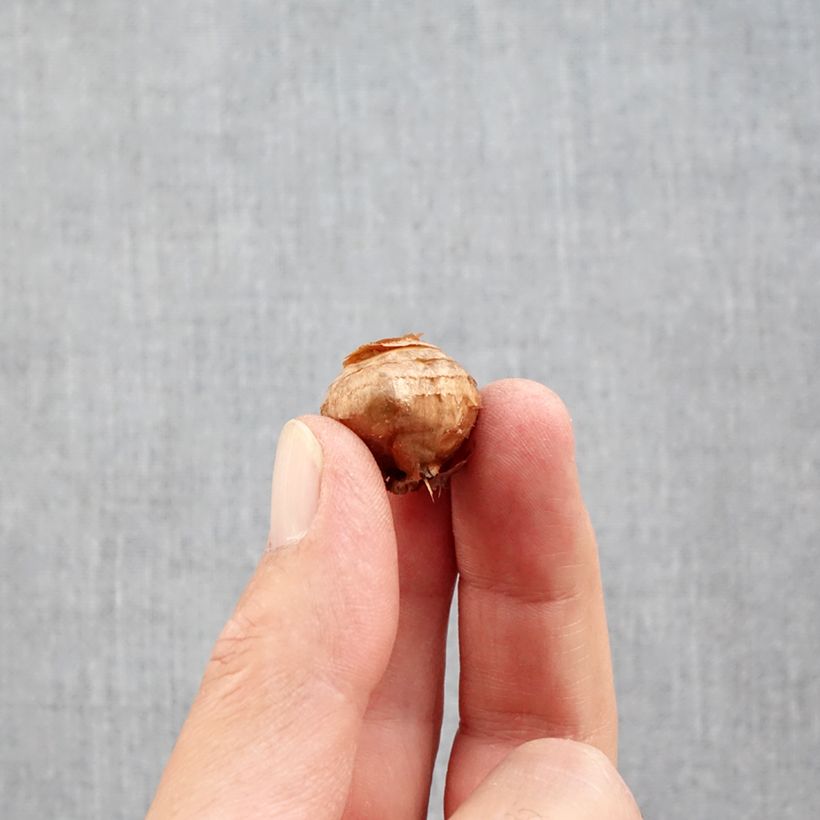 Crocus ochroleucus  Bulb size 5+ sample as delivered in autumn