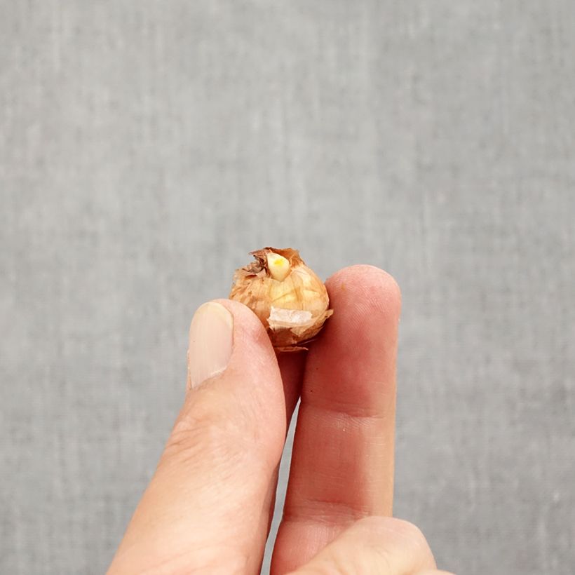 Crocus cartwrightianus Albus Bulb size 5+ sample as delivered in autumn