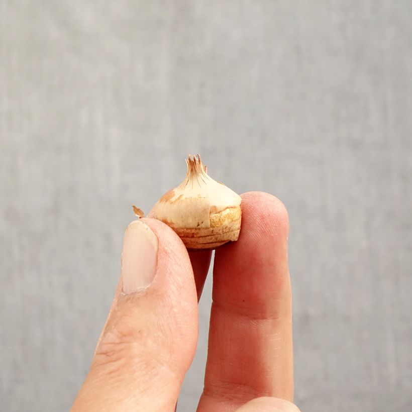 Crocus chrysanthus Blue Pearl Bulb size 6+ sample as delivered in autumn