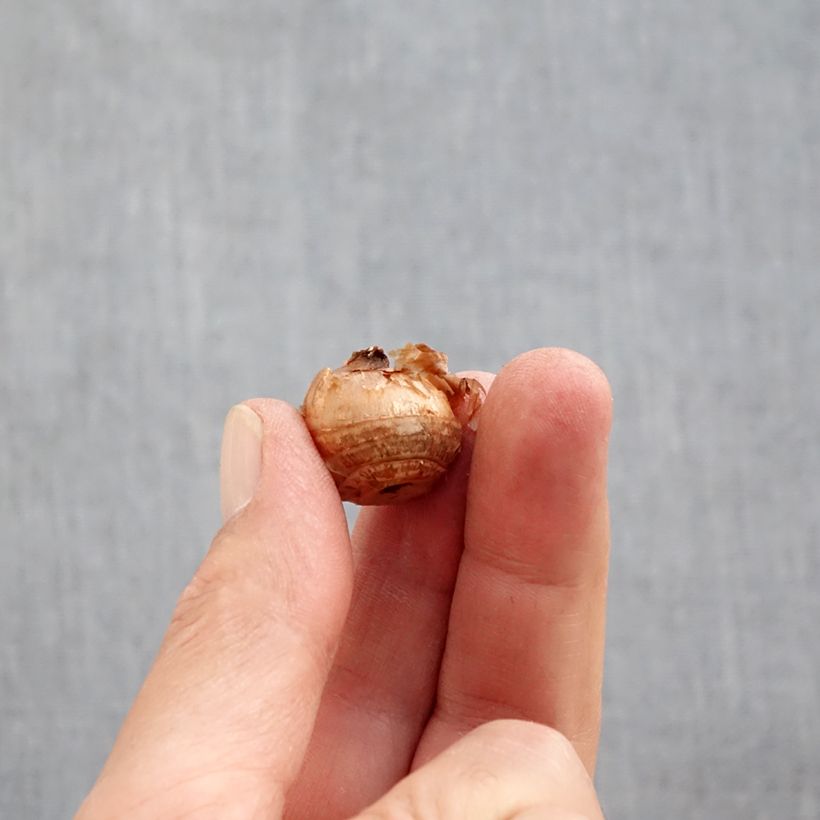 Crocus chrysanthus Constellation Bulb size 5+ sample as delivered in autumn