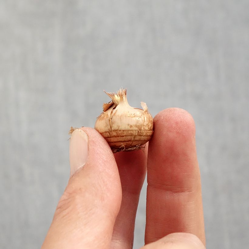 Crocus chrysanthus Cream Beauty Bulb size 6+ sample as delivered in autumn