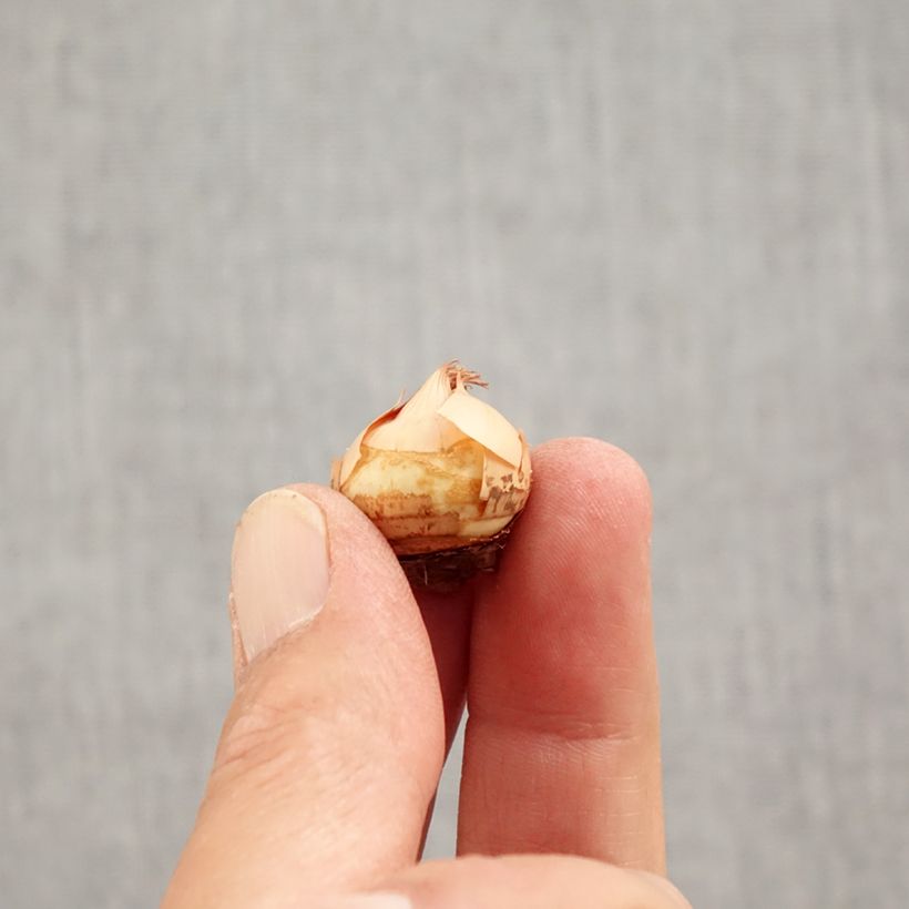 Crocus chrysanthus Fuscotinctus Bulb size 6+ sample as delivered in autumn