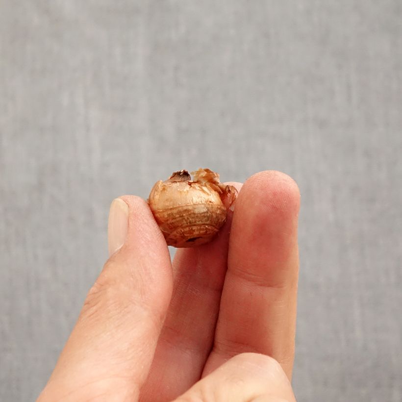 Crocus chrysanthus Gipsy Girl Bulb size 5+ sample as delivered in autumn