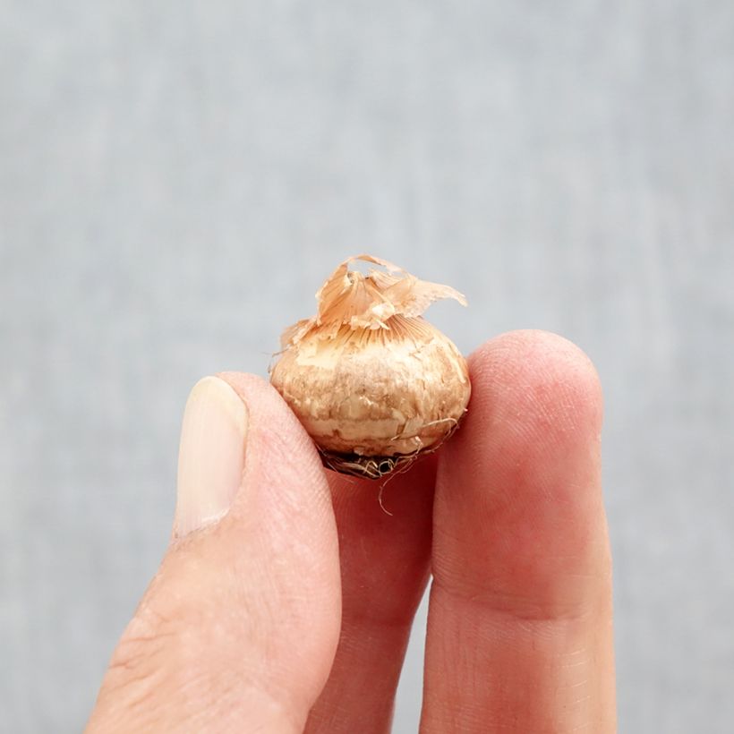 Crocus chrysanthus Ladykiller Bulb size 5+ sample as delivered in autumn