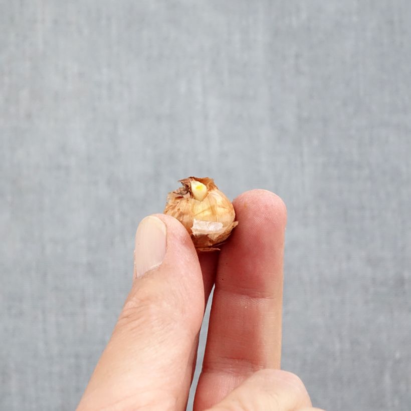 Crocus chrysanthus Miss Vain Bulb size 5+ sample as delivered in autumn