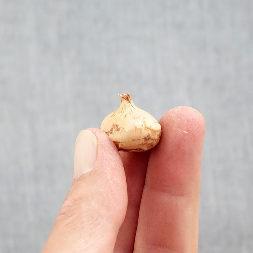 Crocus chrysanthus Snow Bunting Bulb size 5+ sample as delivered in autumn