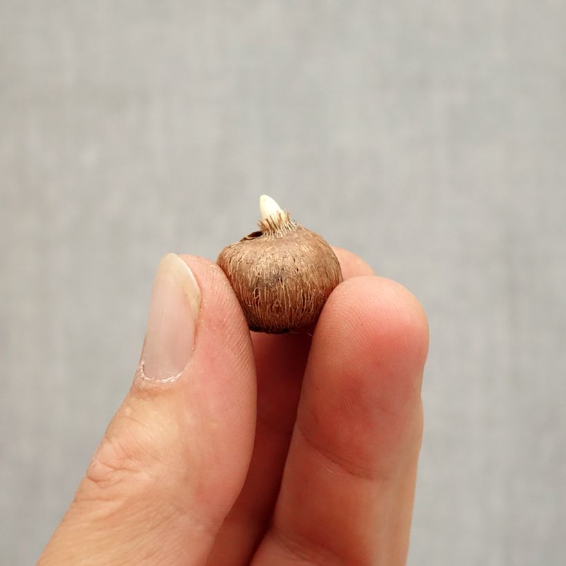 Crocus chrysanthus Zenith Bulb size I sample as delivered in autumn