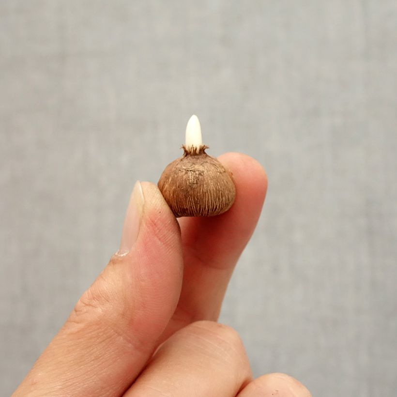 Crocus gargaricus Bulb size I sample as delivered in autumn