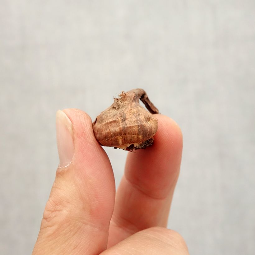 Crocus korolkowii Bulb size 6+ sample as delivered in autumn