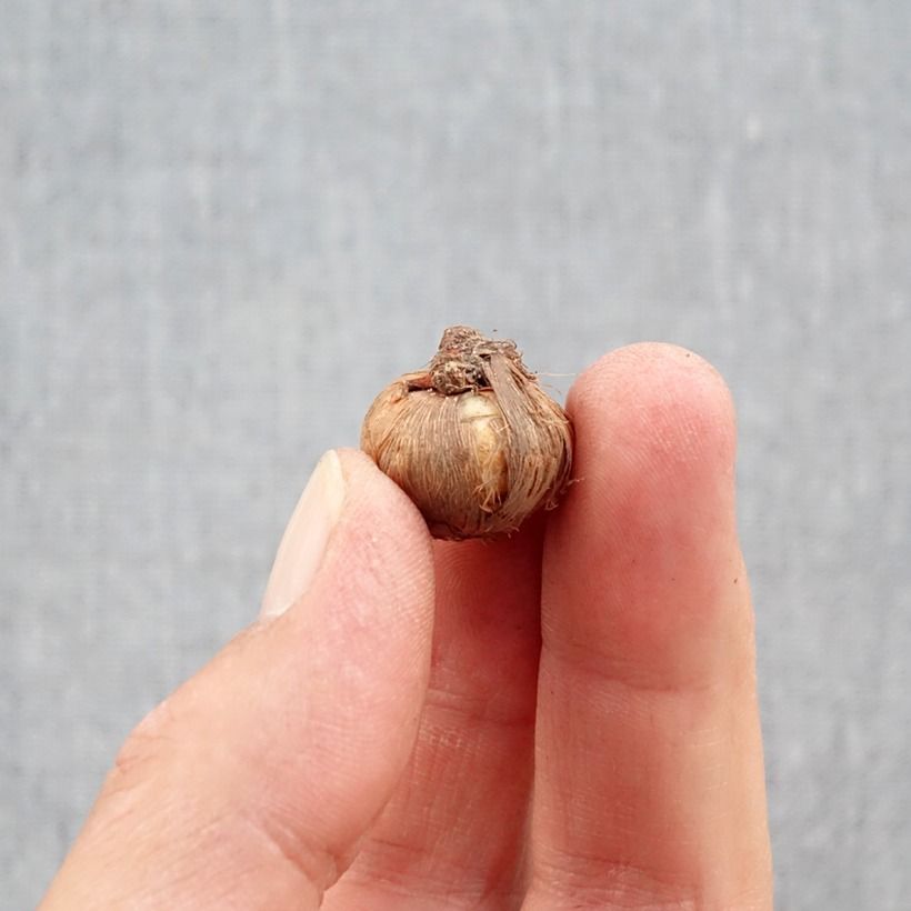 Crocus ligusticus Bulb size 5+ sample as delivered in autumn