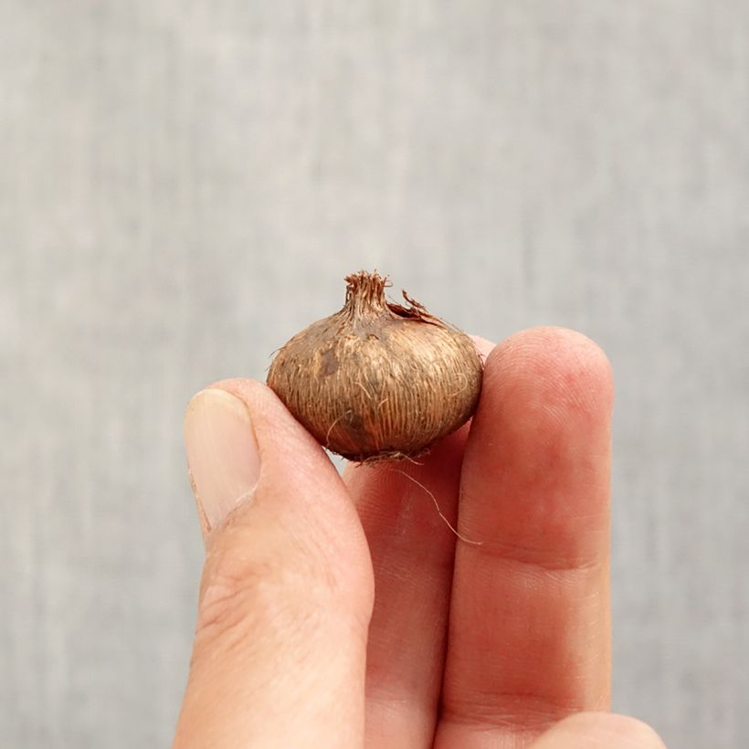 Crocus vernus Flower Record Bulb size 7 sample as delivered in autumn