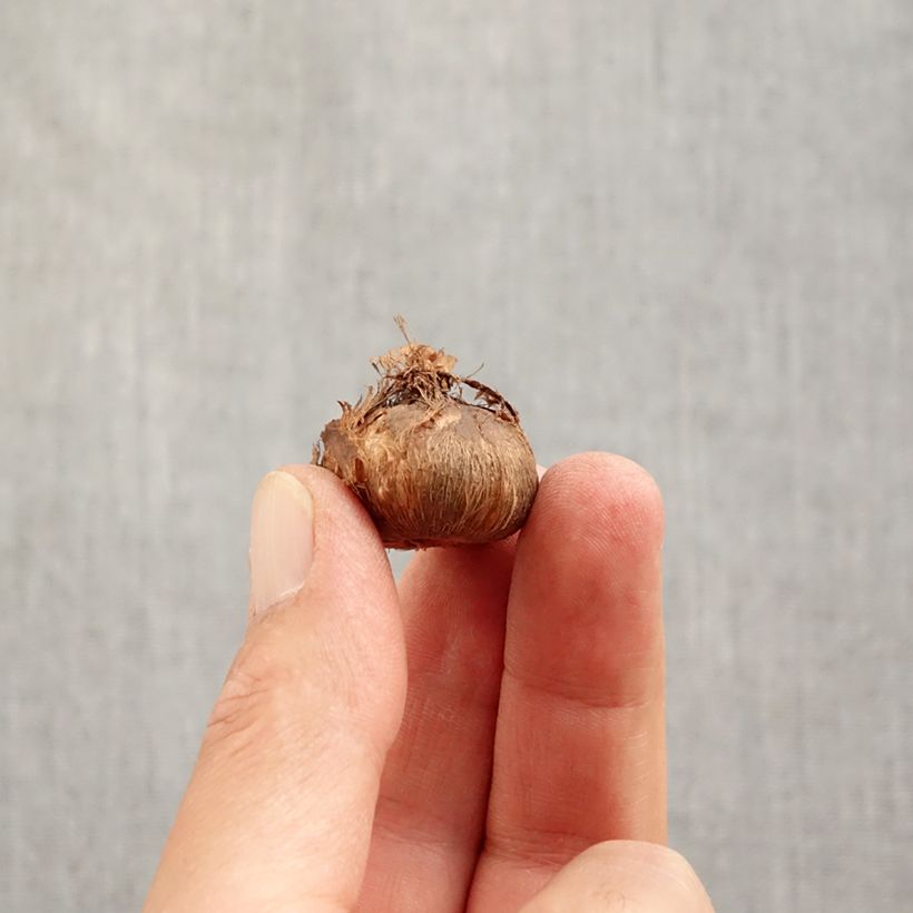 Crocus vernus Grand Maître Bulb size 8+ sample as delivered in autumn