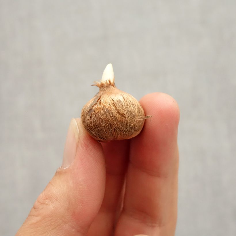 Crocus vernus Whale Shark Bulb size 7+ sample as delivered in autumn
