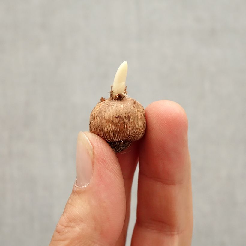 Crocus minimus Bavella Bulb size I sample as delivered in autumn
