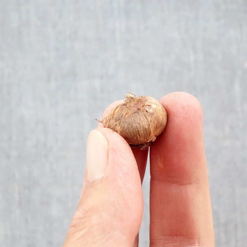 Crocus olivieri subsp. balansae Orange Monarch Bulb size 5+ sample as delivered in autumn