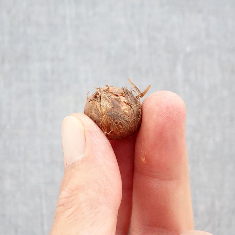 Crocus Prins Claus Bulb size 5+ sample as delivered in autumn