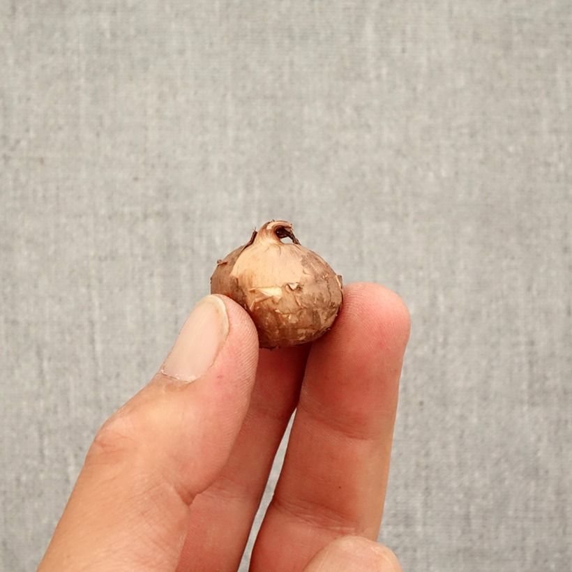 Crocus pulchellus Bulb size 5+ sample as delivered in autumn