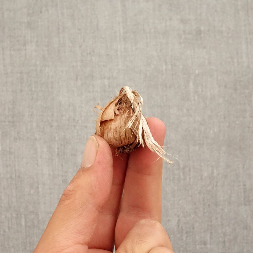 Crocus sativus - Saffron Bulb size 8+ sample as delivered in autumn
