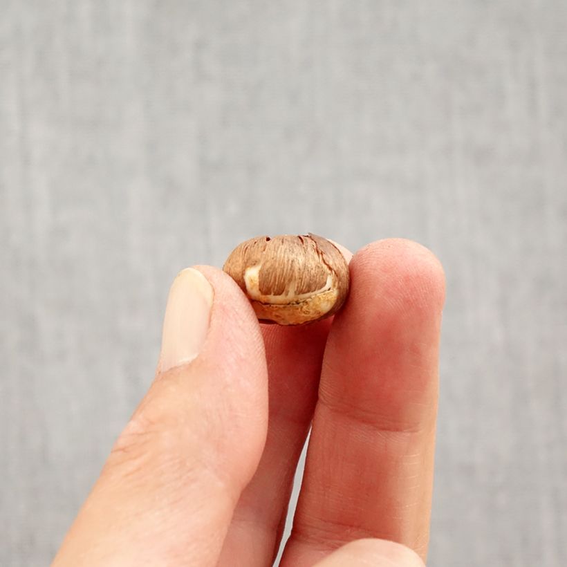 Crocus vernus Silver Coral Bulb size 4+ sample as delivered in autumn