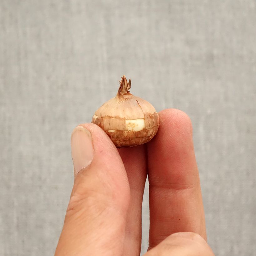 Crocus speciosus Albus Bulb size 5+ sample as delivered in autumn