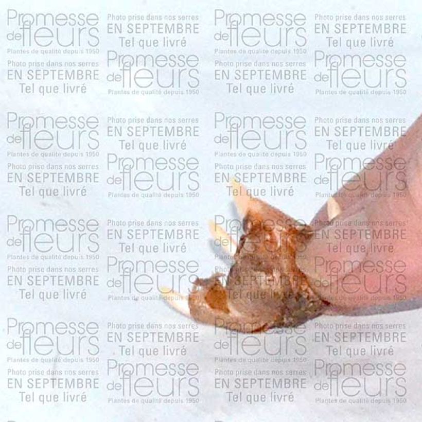Example of Crocus speciosus Conqueror Bulb size 5+ specimen as delivered