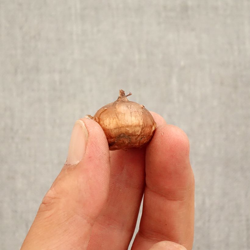 Crocus speciosus Conqueror Bulb size 5+ sample as delivered in autumn