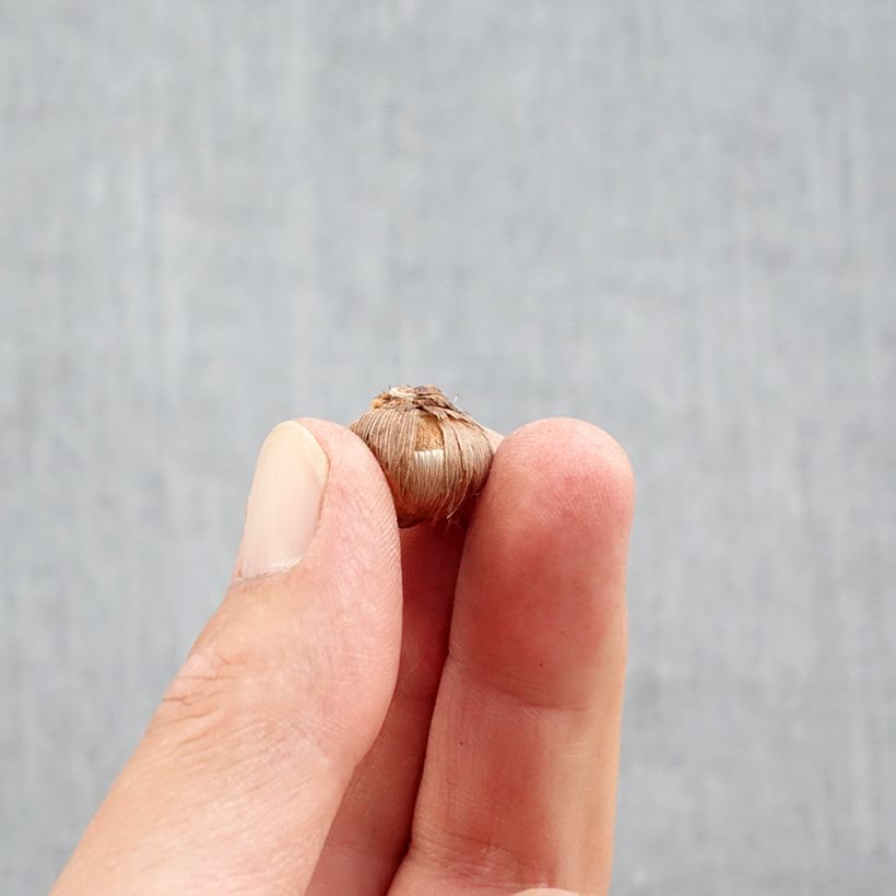 Crocus luteus Stellaris Bulb size 5+ sample as delivered in autumn