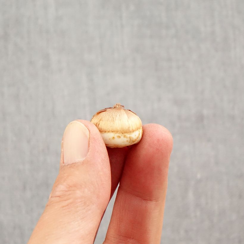 Crocus tommasinianus Blue Ocean - Early Crocus Bulb size 6+ sample as delivered in autumn