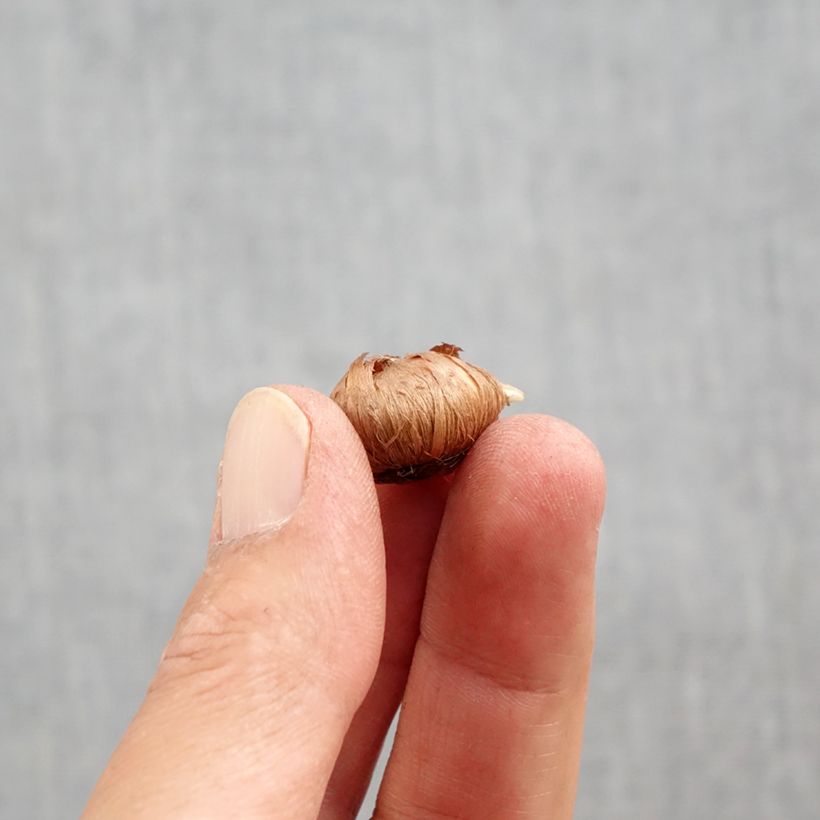 Crocus tommasinianus Ivory Princess - Early Crocus Bulb size 5+ sample as delivered in autumn